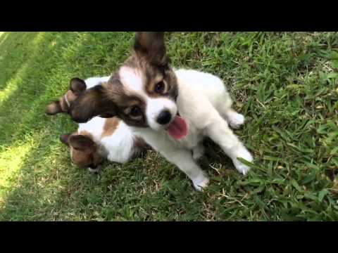 AKC Papillon female Puppy