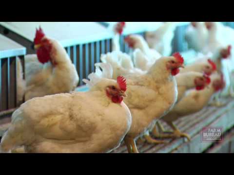 how to fertilize broiler eggs