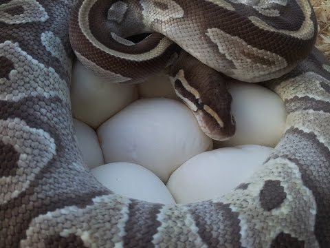 YouTube reptile video