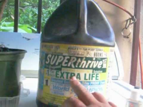 how to fertilize primroses