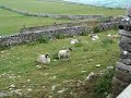 Bleeeehh! - Funny sheep bleat Bleeeehh! - Funny sheep bleat