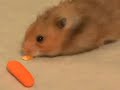 Hamster (Funny)