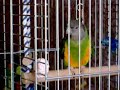 Senegalo papuga Mukas