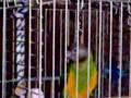 Senegalo papuga Mukas