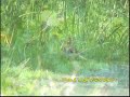 Goldfinch (Carduelis carduelis) Goldfinch (Carduelis carduelis)