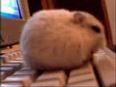 Il mio criceto sulla tastiera - My hamster on keybord