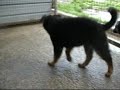 ADOTTATE - Bimba e Raffy, 2 pallette pelose futura taglia medio-piccola