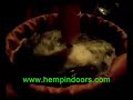 hempindoors - ice-o-lator