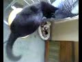 The cat that thinks hes a dog! The cat that thinks hes a dog!