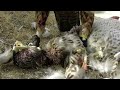 Falcon Attacks Dog!!!