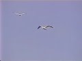 Northern Gannet Northern Gannet