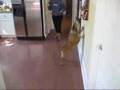 How to Exercise Your English Bulldogs