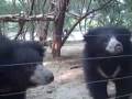 videos de Cubs1108.mov