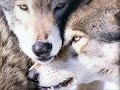 les loups