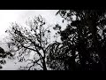 I uploaded a @YouTube video http://t.co/Z5VrPQFn Bats of Sydney 9