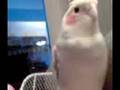 videos de Billy the cockateil
