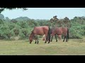 New Forest Ponies at Roundhill Campsite