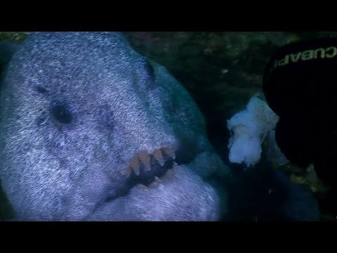 Meeting the incredible Wolf Eel - Deadly 60 - Series 2 - BBC