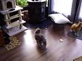 Amon-Ra the cat with his baby chick (3)