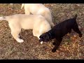 Poodle vs. Wolf-Dog