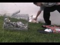 rabbits chase cat