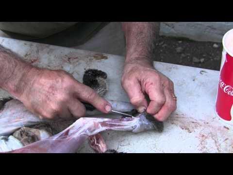 how to properly skin a bobcat