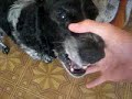 Beatboxing Dog Beatboxing Dog
