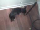 Crazy Dog