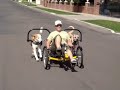 Willie and Freckles on Terra Trike
