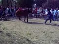 Derribo de caballo