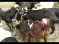 Mahad Ullah Arshad with cousins Qurbani 2008