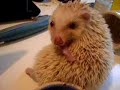 zumi the hedgehog annointing himself with tea...