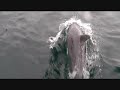 Dolphin Swim in Mikura Island !