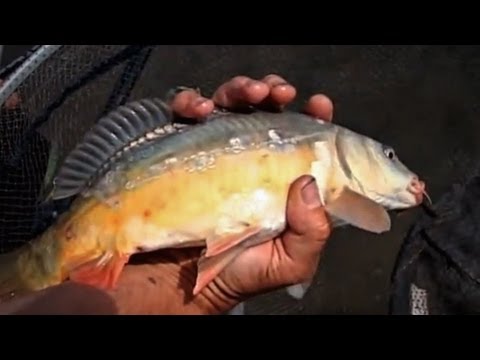 Пикер мастер класс видео