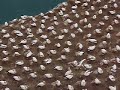 Gannet Colony at Muriwai Beach Gannet Colony at Muriwai Beach