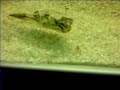 tetraodon mbu puffer eating another Ramshorn snail