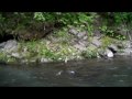Softypapa's Streamside Tips