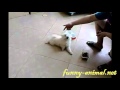 Dog playing dead, funny dog trick 
