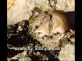 videos de Coniferous Biome