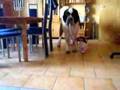 Bernhardiner Hardy und Jack Russel Chacky spielen