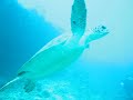 Biyadhoo Turtle Sep 07