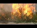 Homemade Apocalypse Now