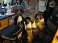 Norwegian Lundehund Snack Time