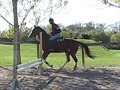 Whiley Hanoverian gelding