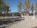 videos de Whiley Hanoverian gelding