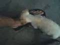 videos de minha cachorra....
