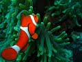 philippine Tubbataha Reef, see www.new7wonders.com and vote