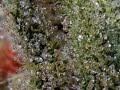 sqorpio1980 marijuana ganja hemp herb for the service of man