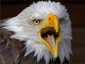 NANCY AMANCIO/AGUILA
