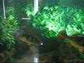 Peacock Bass Feeding Shrimp